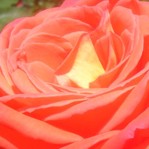 Rosa Queen of Roses® - trandafir cu parfum intens - Trandafir copac cu trunchi înalt - cu flori teahibrid - portocaliu - Reimer Kordes - coroană dreaptă - Flori mari, decorative
